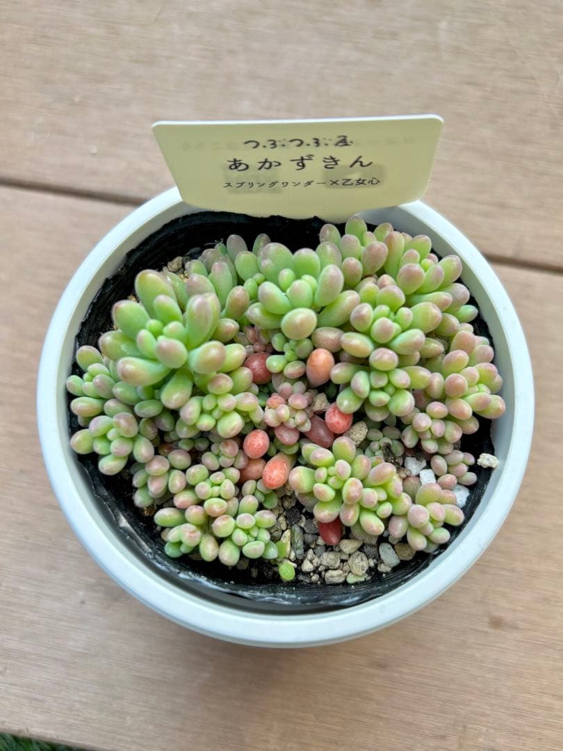 つぶつぶ屋（クアトロさん）つぶつぶ交配苗　乙女心交配セット　※札付き