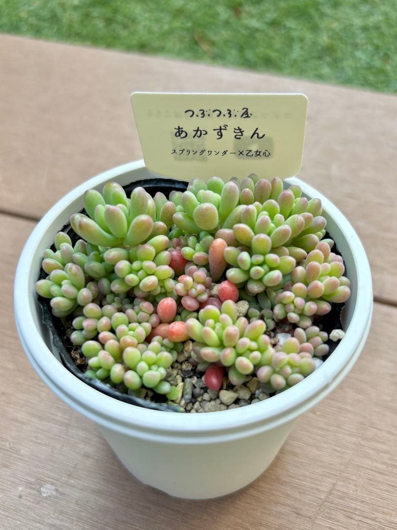 つぶつぶ屋（クアトロさん）つぶつぶ交配苗　乙女心交配セット　※札付き