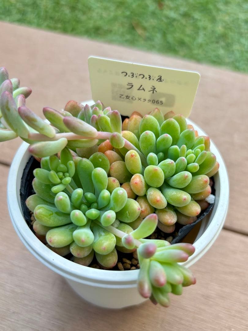 つぶつぶ屋（クアトロさん）つぶつぶ交配苗　乙女心交配セット　※札付き