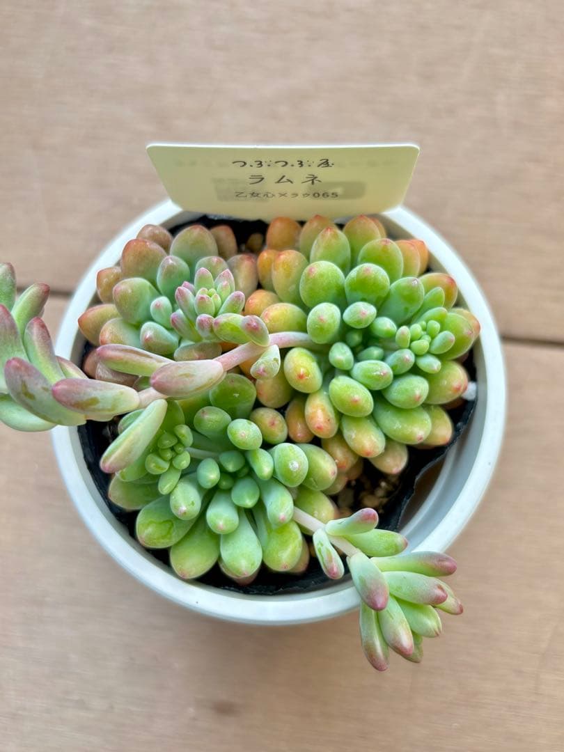 つぶつぶ屋（クアトロさん）つぶつぶ交配苗　乙女心交配セット　※札付き