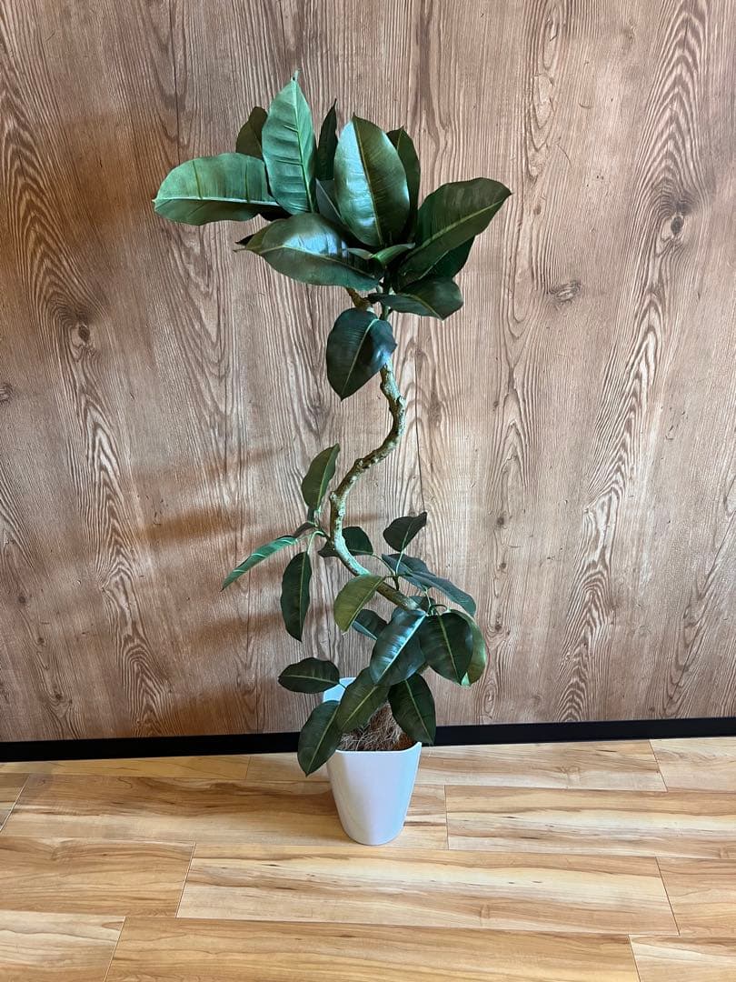 ゴムの木　フェイクグリーン　高さ132センチ　定価12,600円