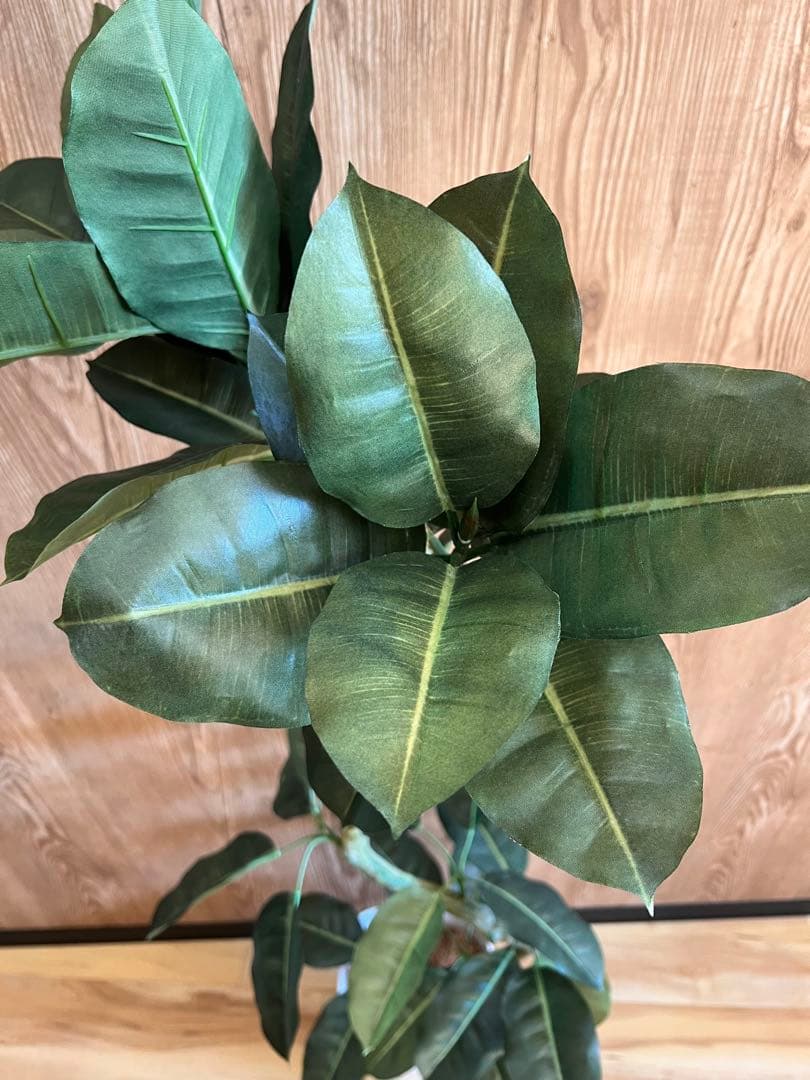 ゴムの木　フェイクグリーン　高さ132センチ　定価12,600円