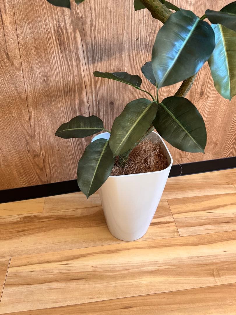 ゴムの木　フェイクグリーン　高さ132センチ　定価12,600円