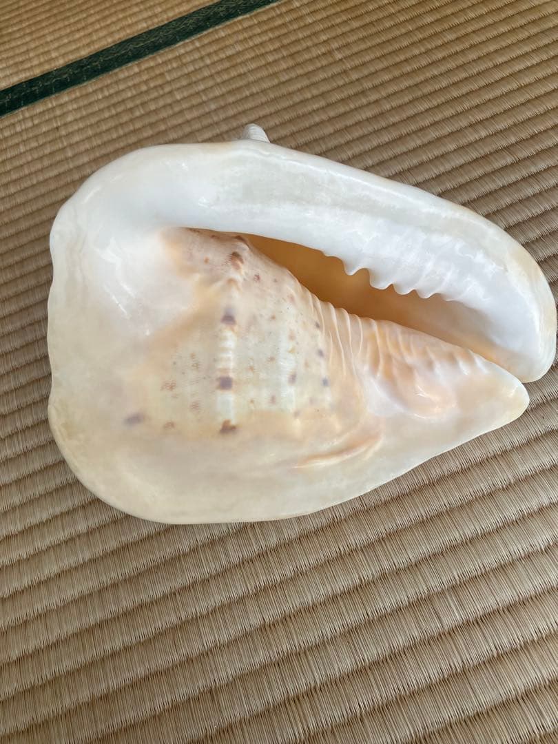 ホラ貝　法螺貝　スイジ貝　トウカムリ貝　 まとめ売り　魔除け　厄除け　お守り