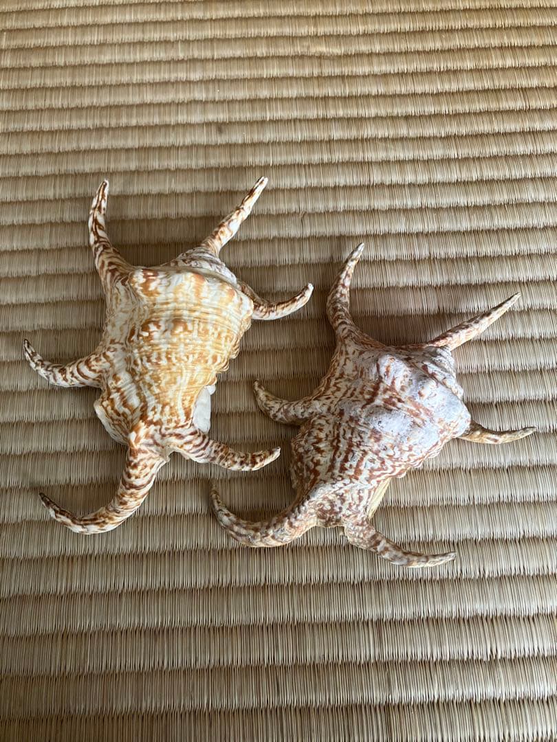 ホラ貝　法螺貝　スイジ貝　トウカムリ貝　 まとめ売り　魔除け　厄除け　お守り
