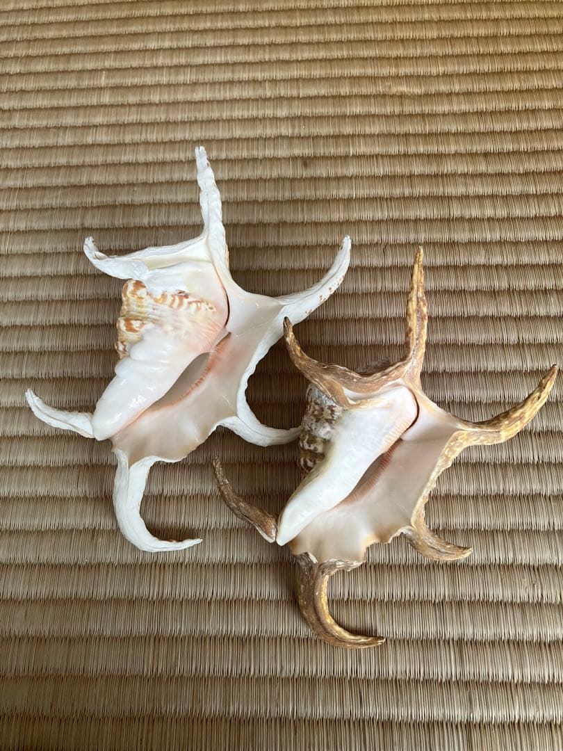 ホラ貝　法螺貝　スイジ貝　トウカムリ貝　 まとめ売り　魔除け　厄除け　お守り