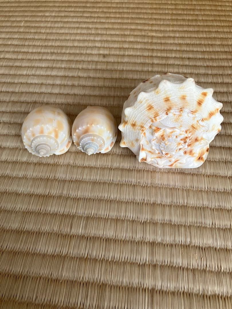 ホラ貝　法螺貝　スイジ貝　トウカムリ貝　 まとめ売り　魔除け　厄除け　お守り