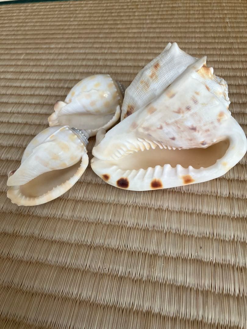 ホラ貝　法螺貝　スイジ貝　トウカムリ貝　 まとめ売り　魔除け　厄除け　お守り