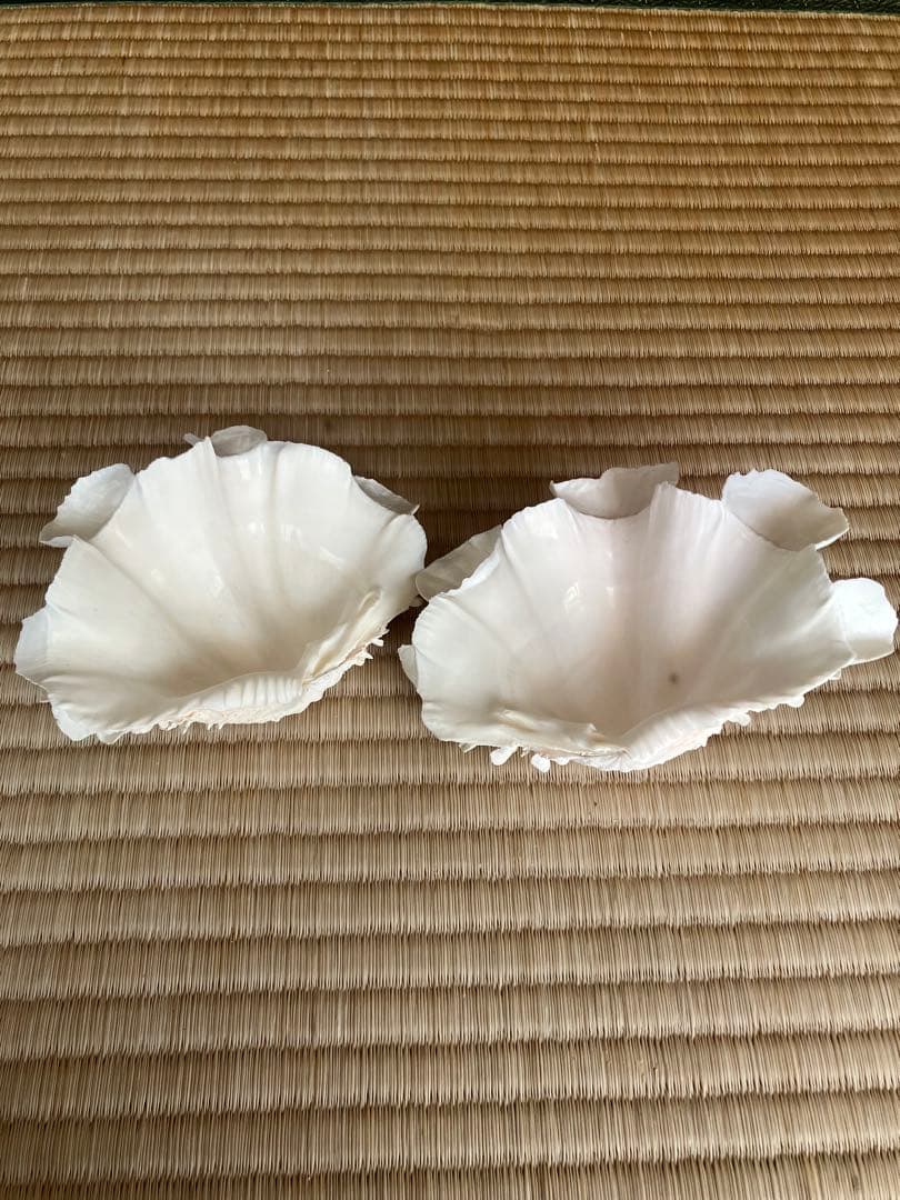 ホラ貝　法螺貝　スイジ貝　トウカムリ貝　 まとめ売り　魔除け　厄除け　お守り