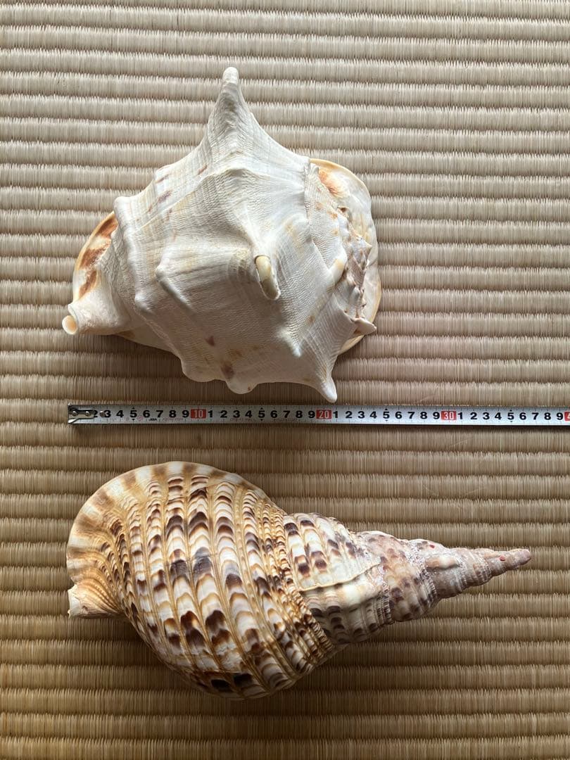 ホラ貝　法螺貝　スイジ貝　トウカムリ貝　 まとめ売り　魔除け　厄除け　お守り