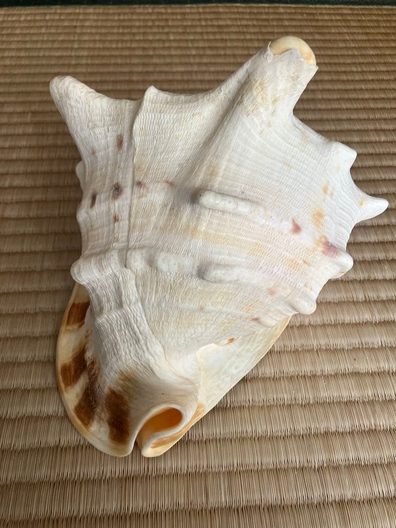 ホラ貝　法螺貝　スイジ貝　トウカムリ貝　 まとめ売り　魔除け　厄除け　お守り