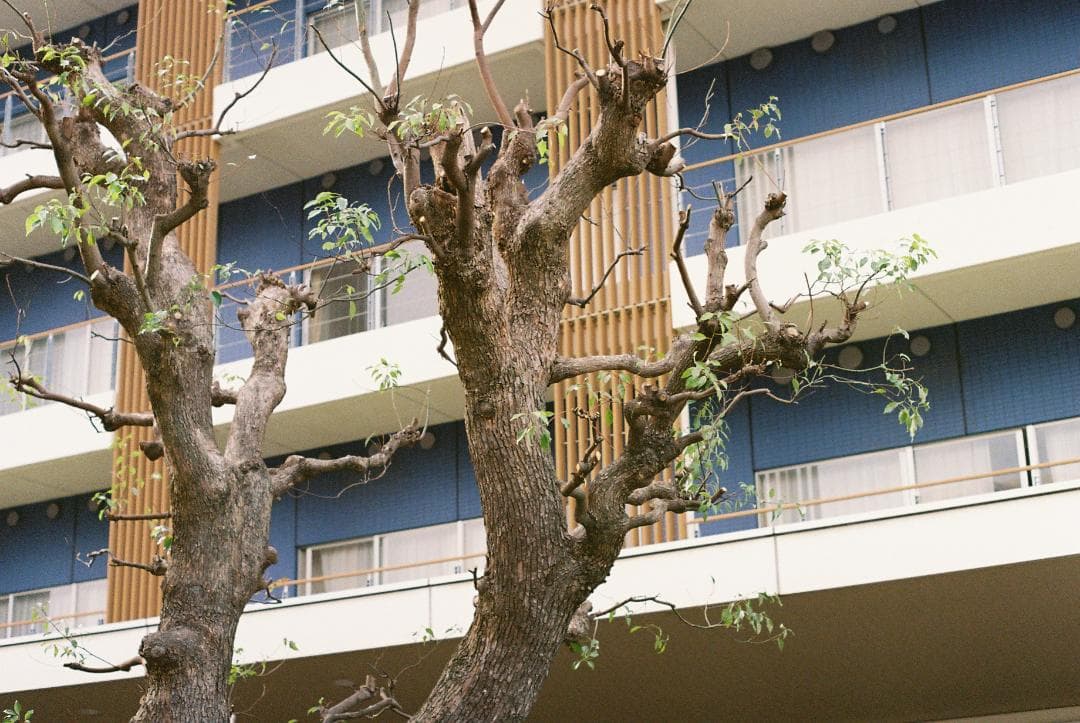 分解清掃実写済み Pentax SPF (F/1.8 55mm 標準レンズ付)