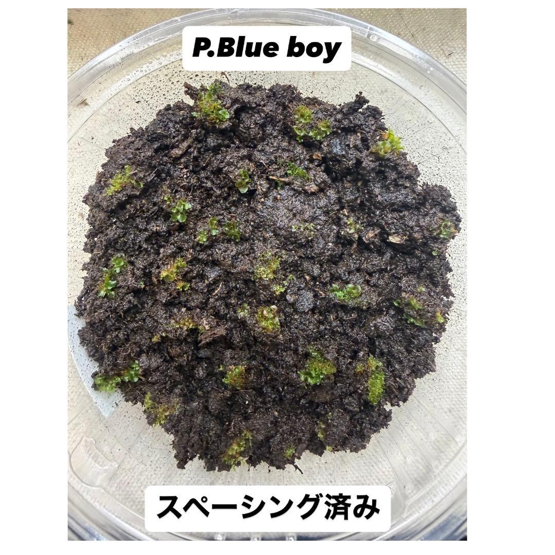 P. Blue boy 前葉体容器まるごと　スペーシング済み