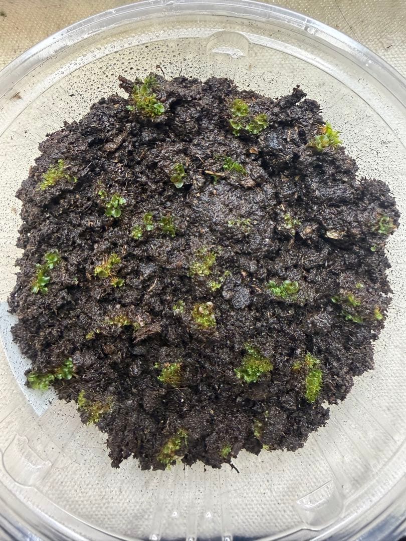 P. Blue boy 前葉体容器まるごと　スペーシング済み