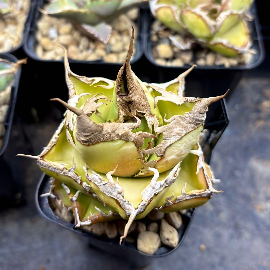 アガベ　チタノタ　SAD 南アフリカダイヤモンド