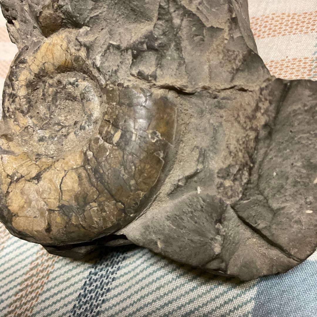 アンモナイトの化石　昭和５３年頃入手。【歴史の研究用に！】