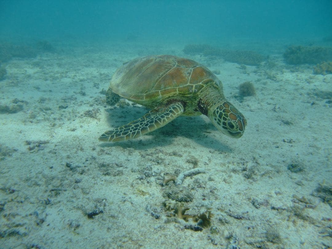 FUJIFILM FinePix F100fd SDカード・充電器・革ケース