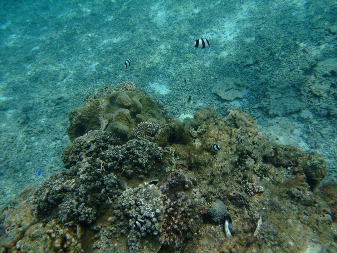 FUJIFILM FinePix F100fd SDカード・充電器・革ケース