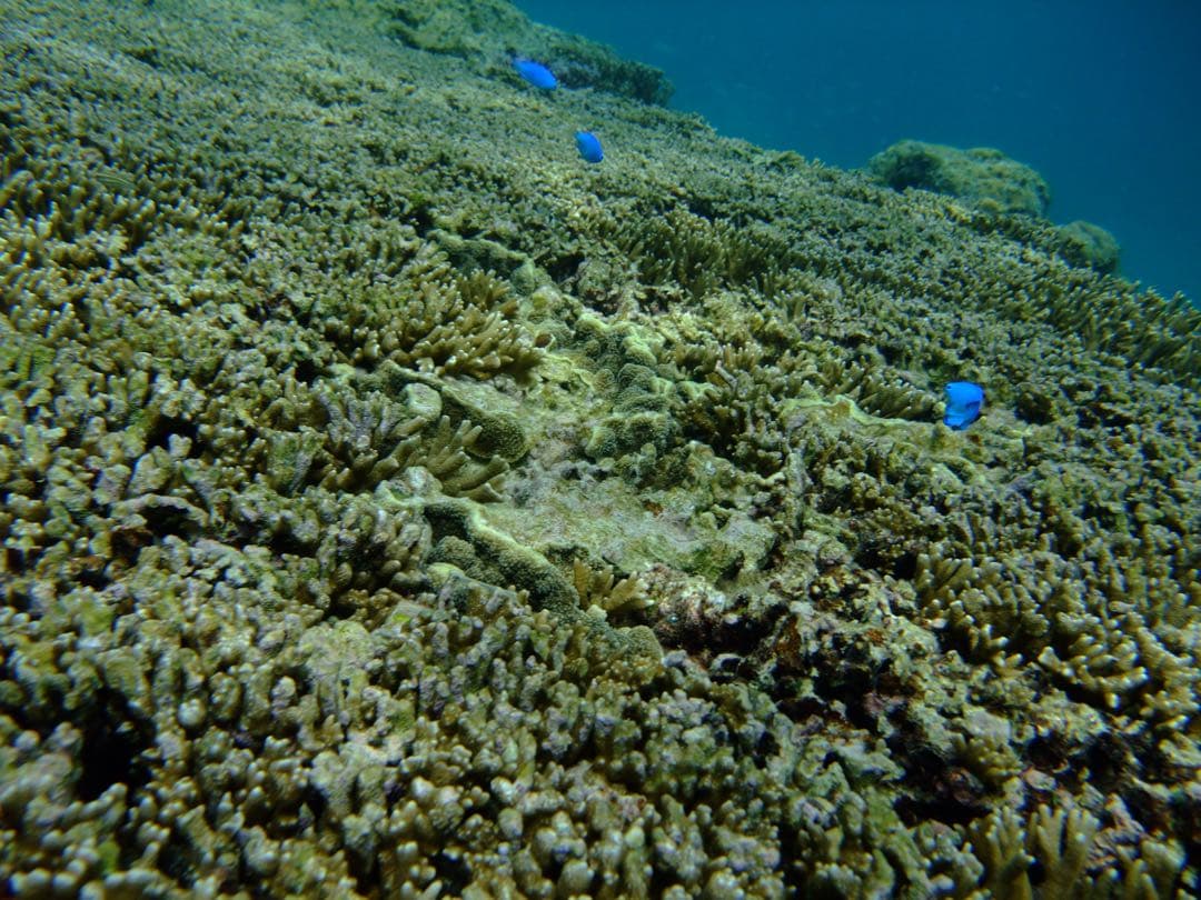 FUJIFILM FinePix F100fd SDカード・充電器・革ケース