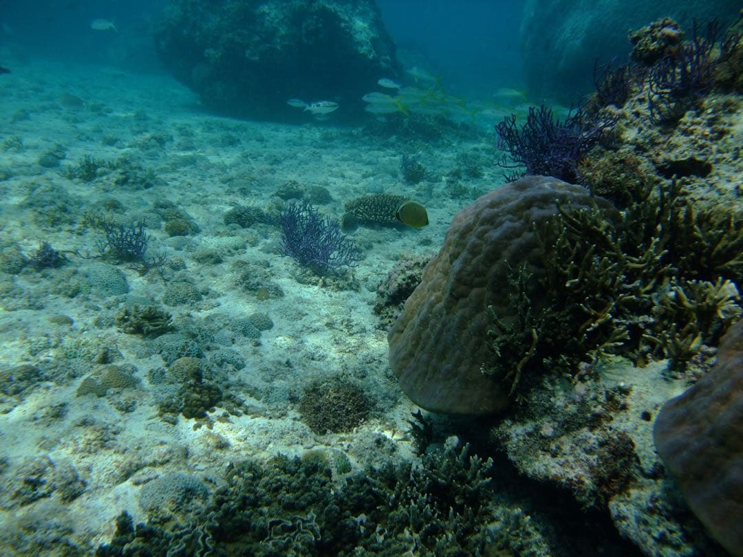 FUJIFILM FinePix F100fd SDカード・充電器・革ケース