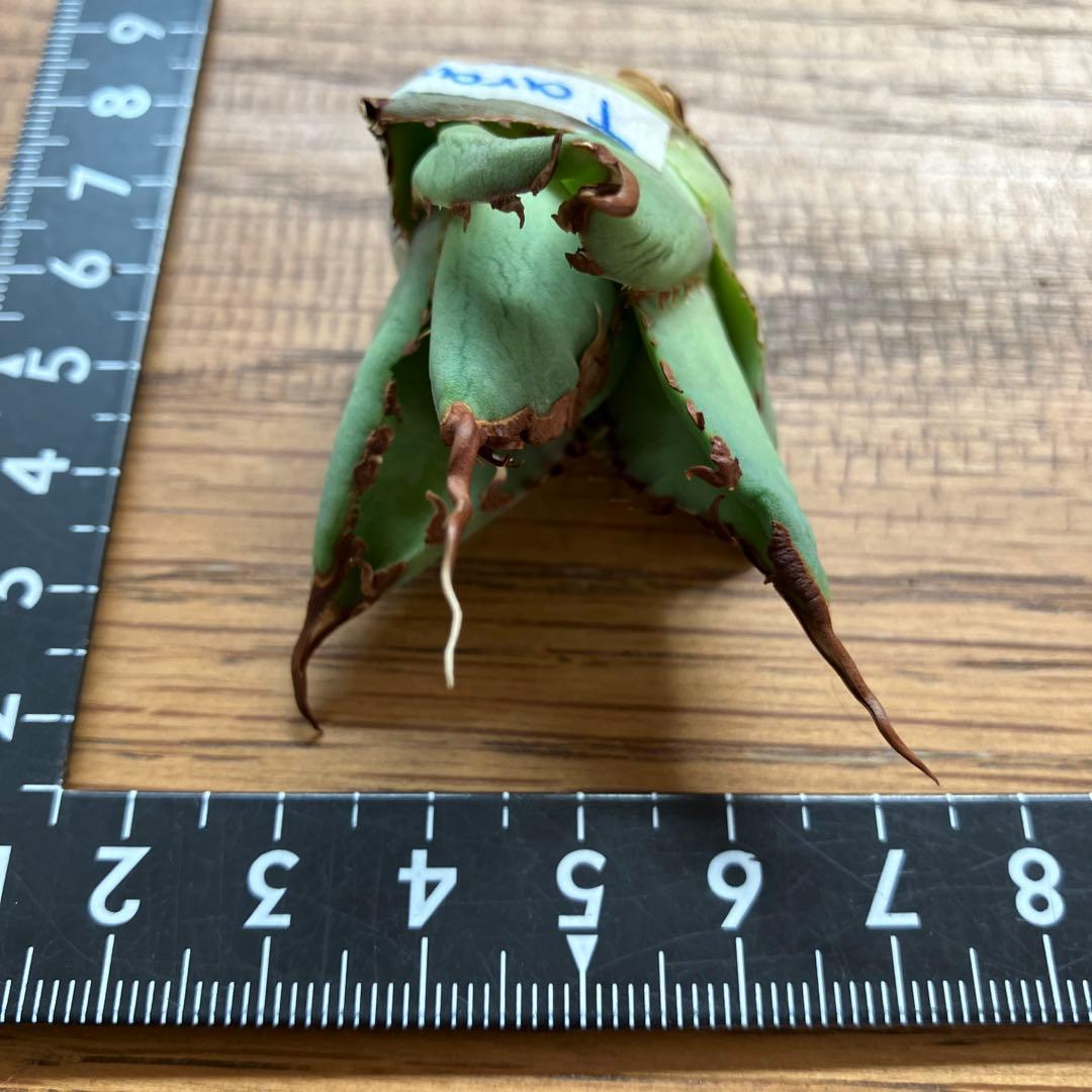 A*u様 【初売りオークション】120 REZA産　イラン株　　長棘　アガベ　タ