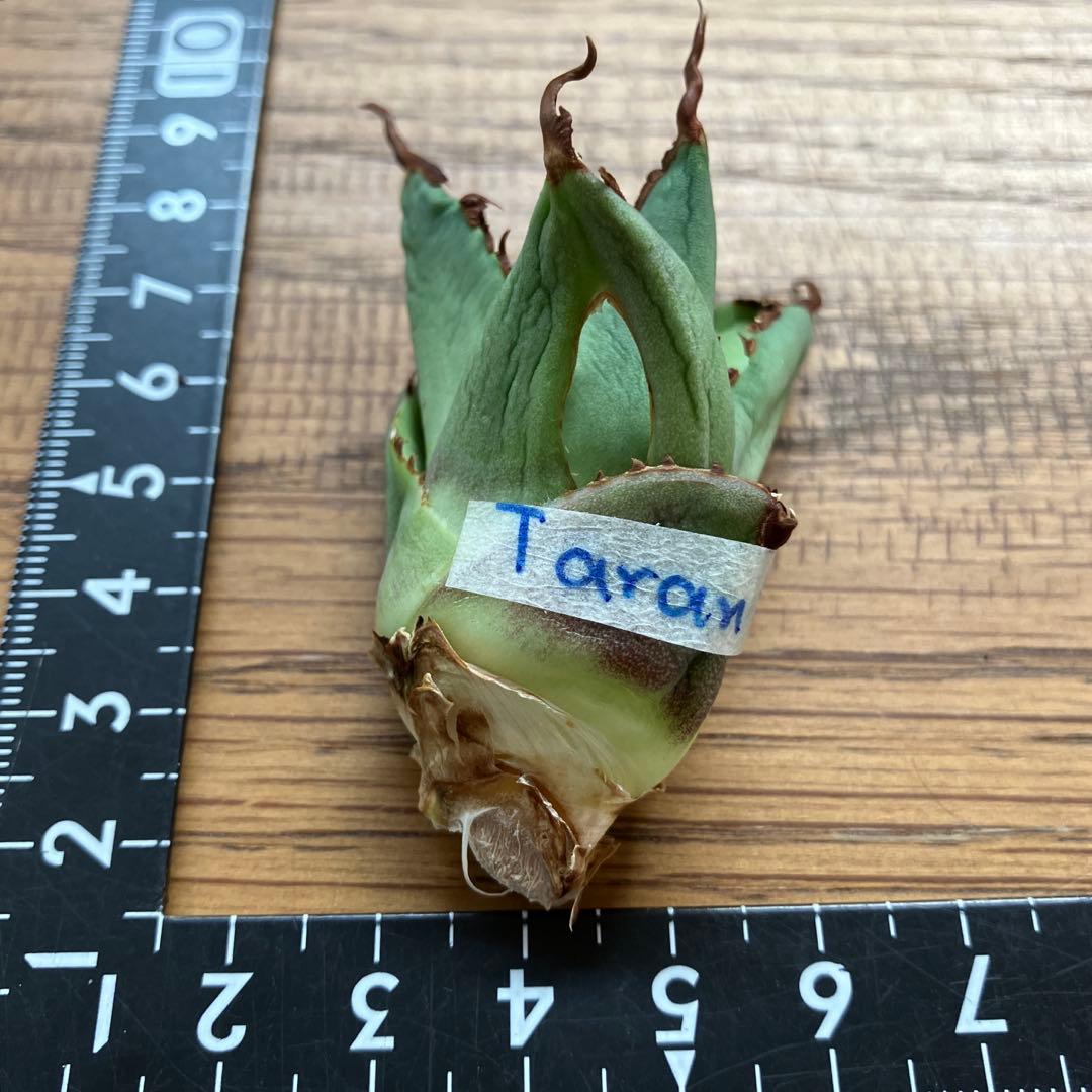 A*u様 【初売りオークション】120 REZA産　イラン株　　長棘　アガベ　タ