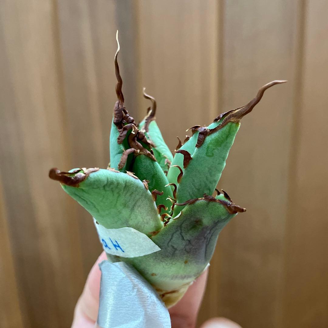 A*u様 【初売りオークション】120 REZA産　イラン株　　長棘　アガベ　タ