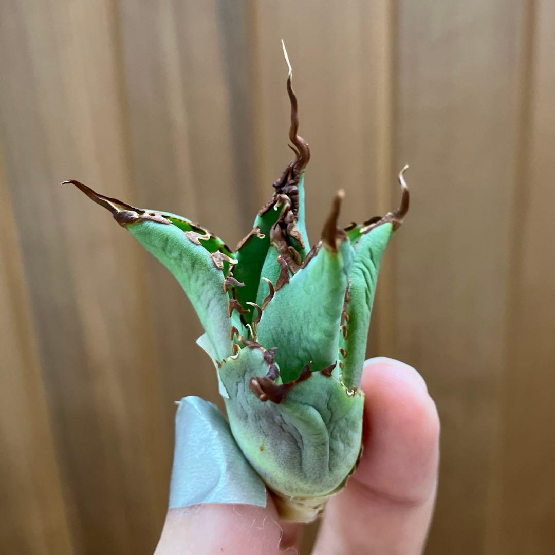 A*u様 【初売りオークション】120 REZA産　イラン株　　長棘　アガベ　タ