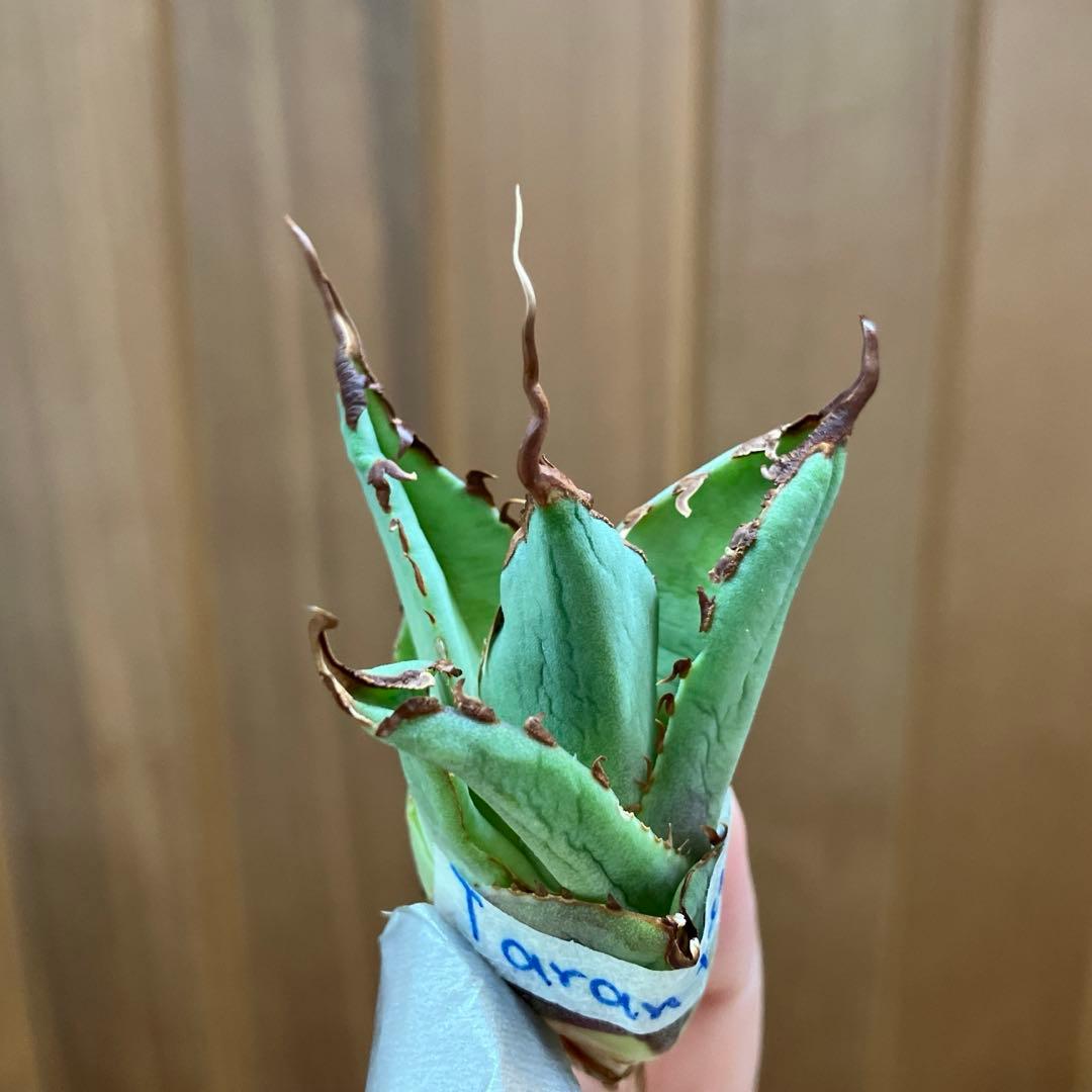 A*u様 【初売りオークション】120 REZA産　イラン株　　長棘　アガベ　タ