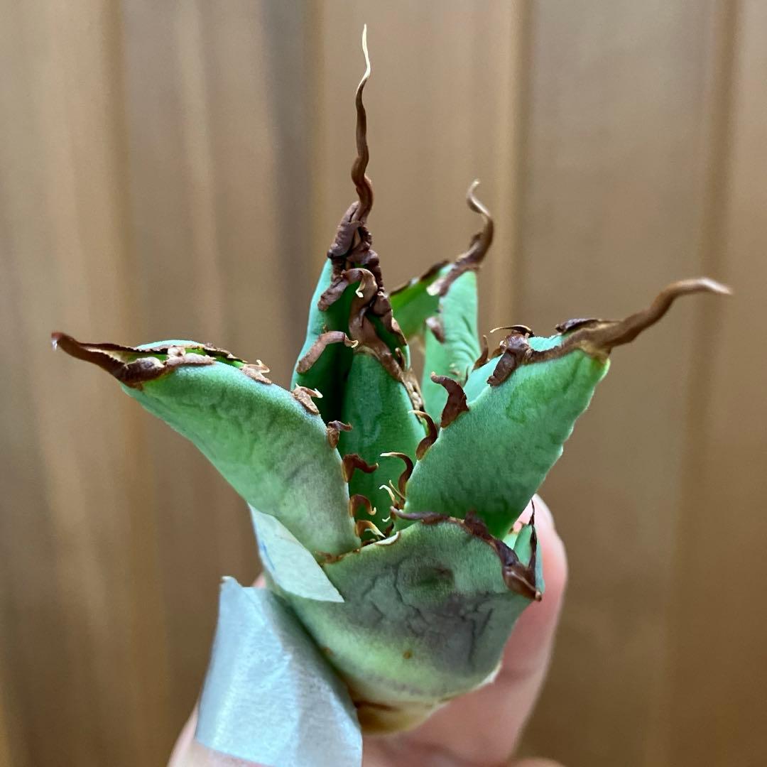 A*u様 【初売りオークション】120 REZA産　イラン株　　長棘　アガベ　タ