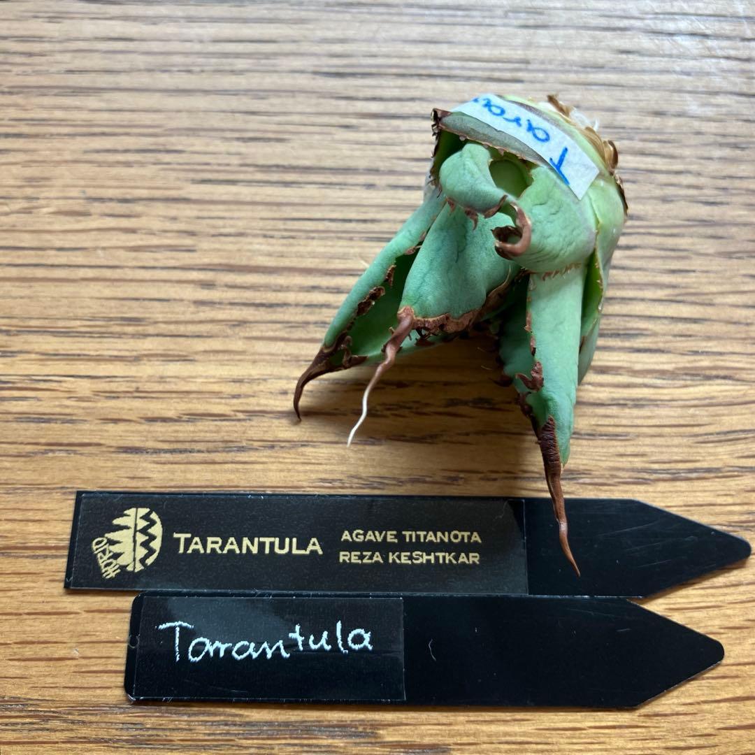 A*u様 【初売りオークション】120 REZA産　イラン株　　長棘　アガベ　タ