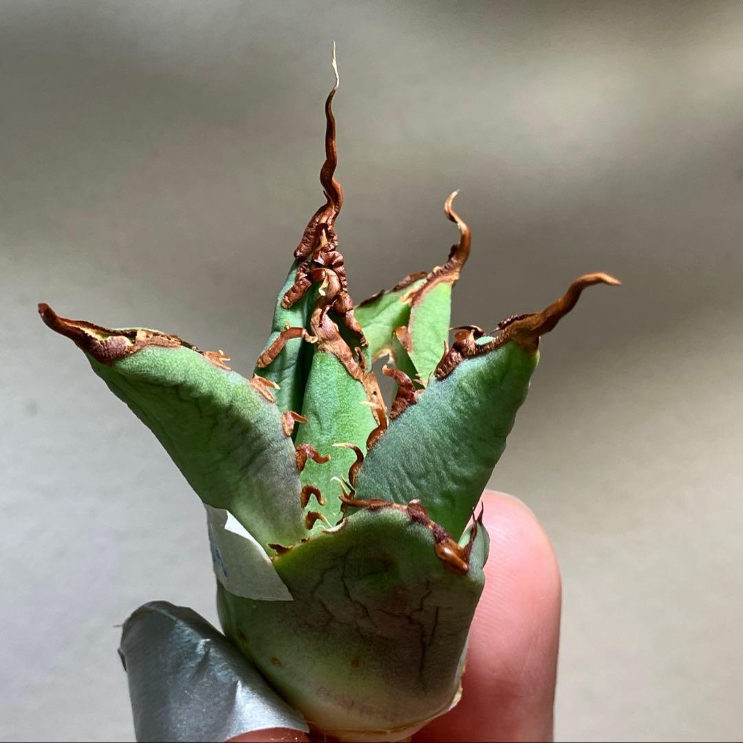 A*u様 【初売りオークション】120 REZA産　イラン株　　長棘　アガベ　タ