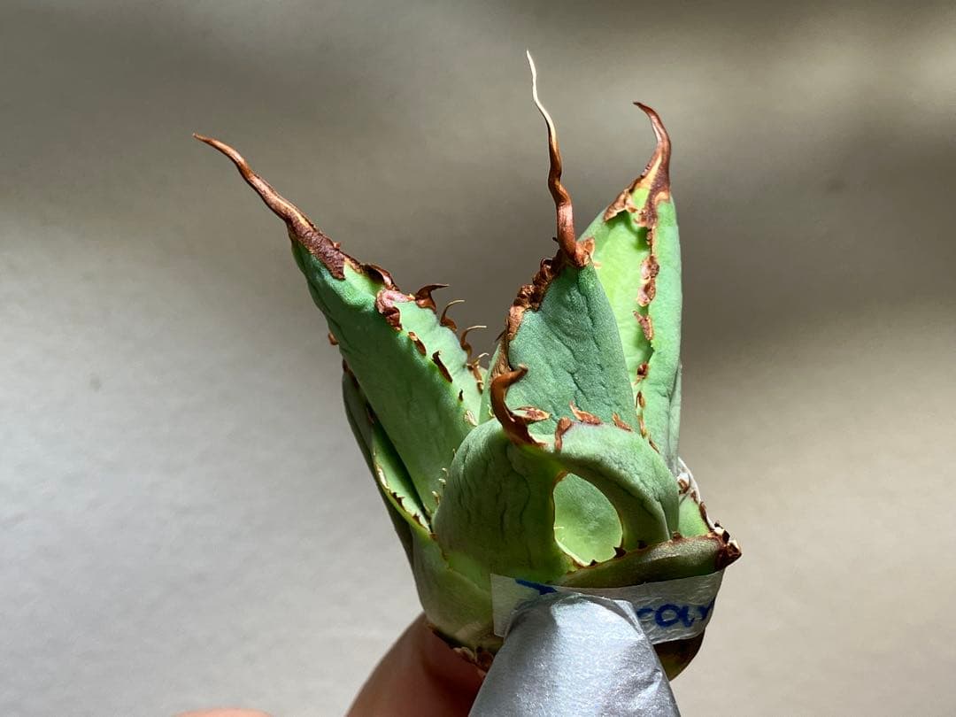 A*u様 【初売りオークション】120 REZA産　イラン株　　長棘　アガベ　タ