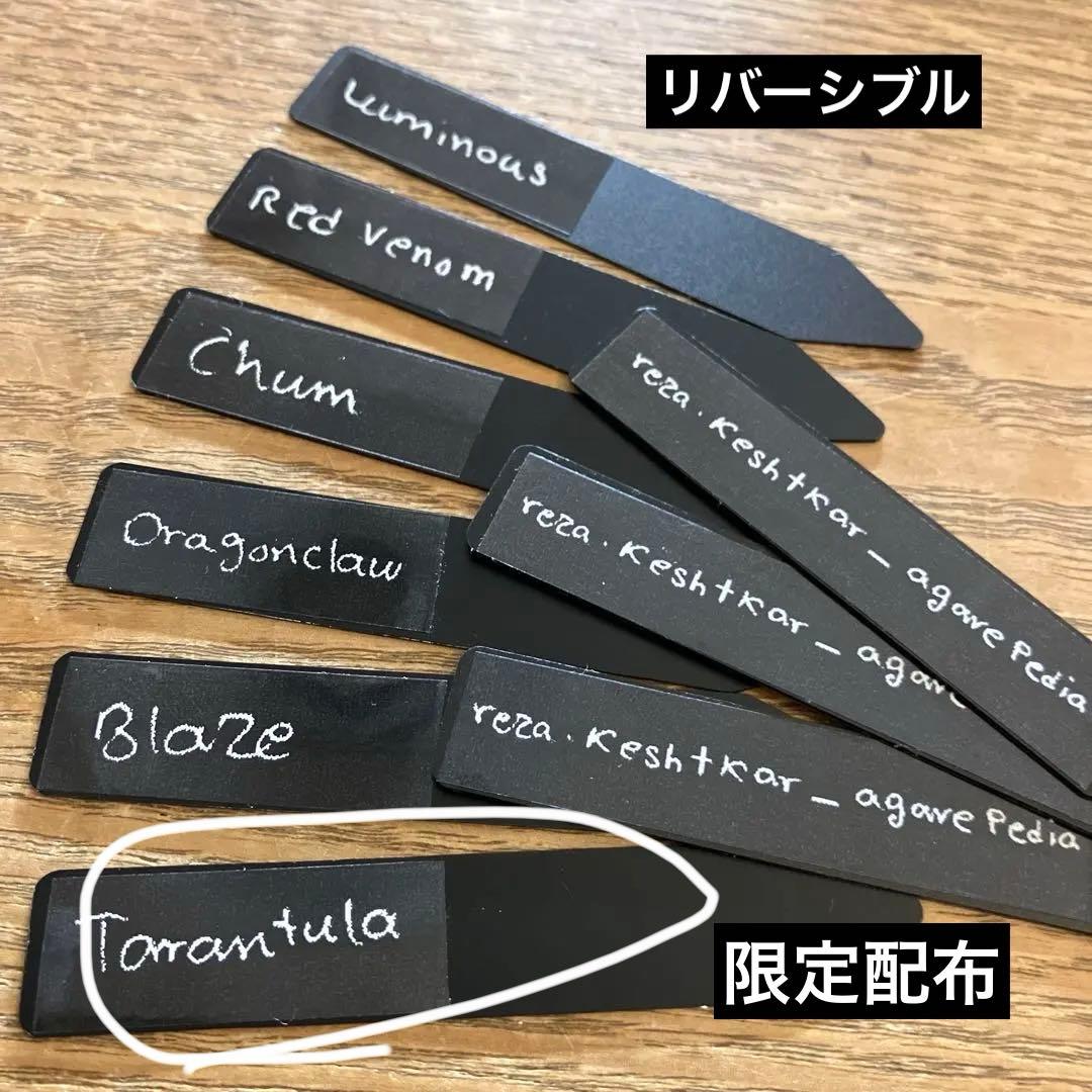 A*u様 【初売りオークション】120 REZA産　イラン株　　長棘　アガベ　タ