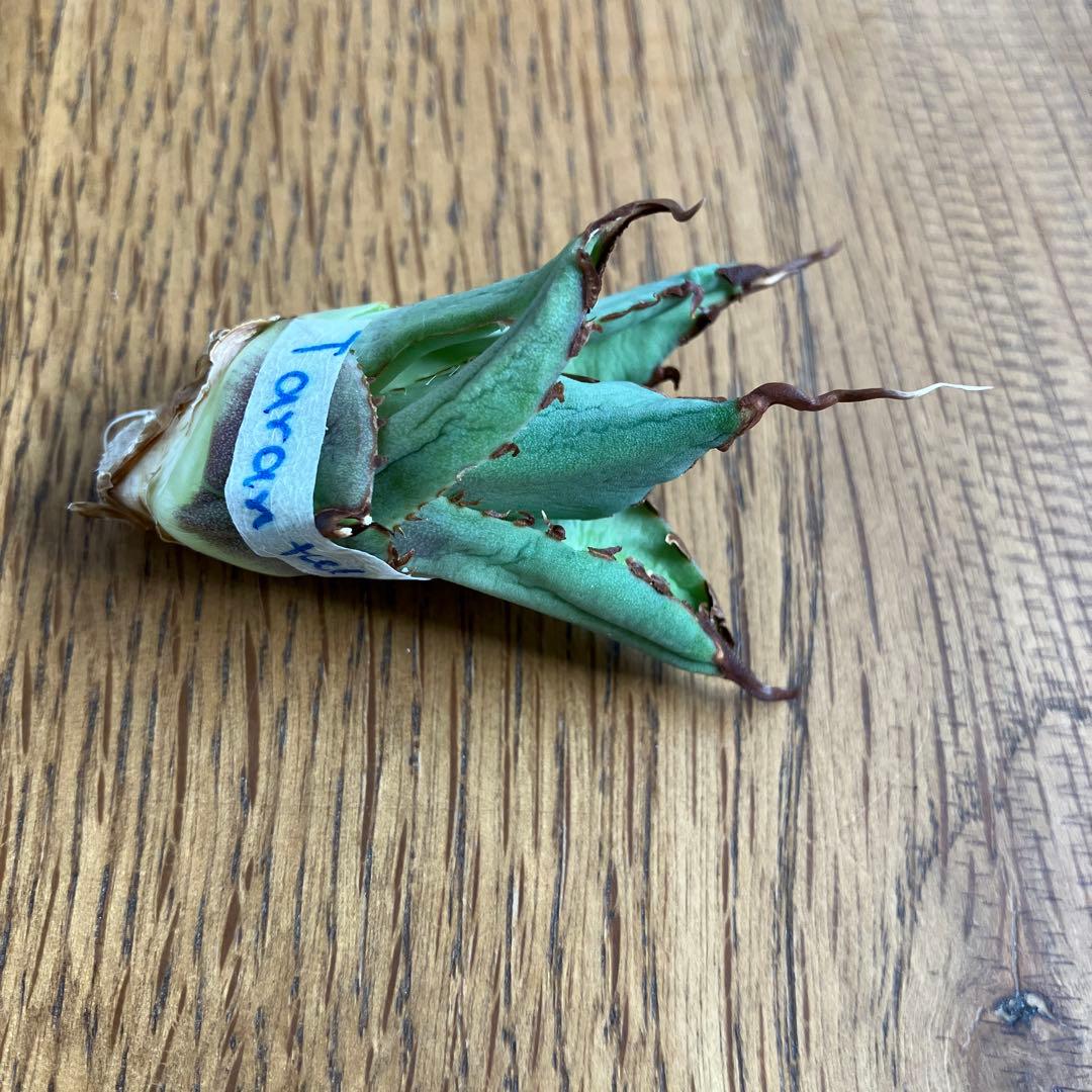 A*u様 【初売りオークション】120 REZA産　イラン株　　長棘　アガベ　タ