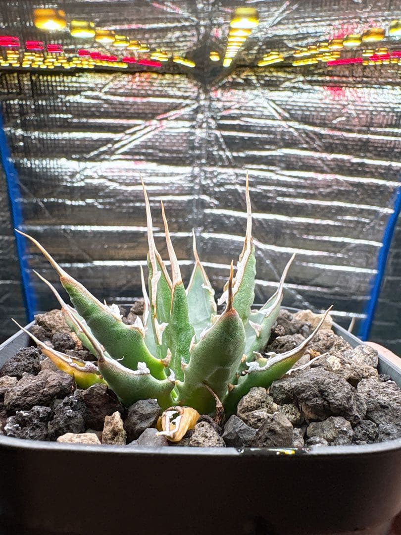 良株 アガベ ユタエンシス エボリスピナ 実生