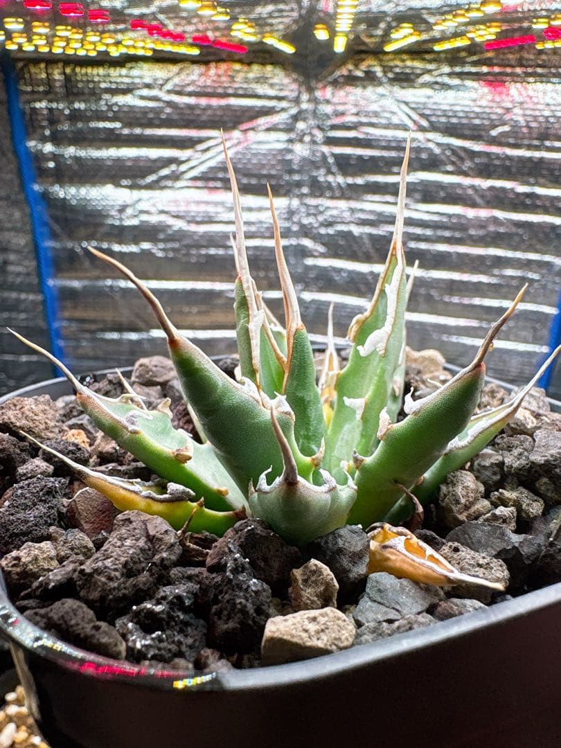 良株 アガベ ユタエンシス エボリスピナ 実生