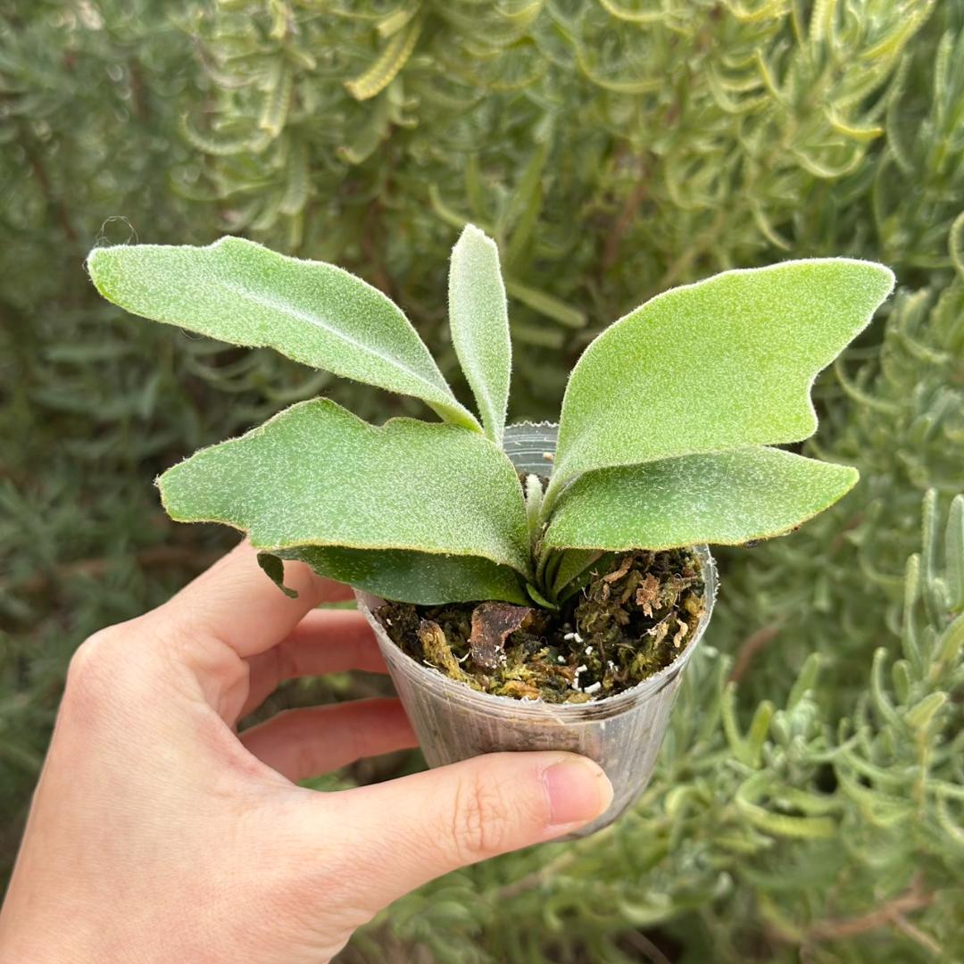 ビカクシダ P.Bambi X P.Unicorn sporeling