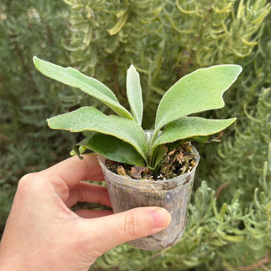 ビカクシダ P.Bambi X P.Unicorn sporeling