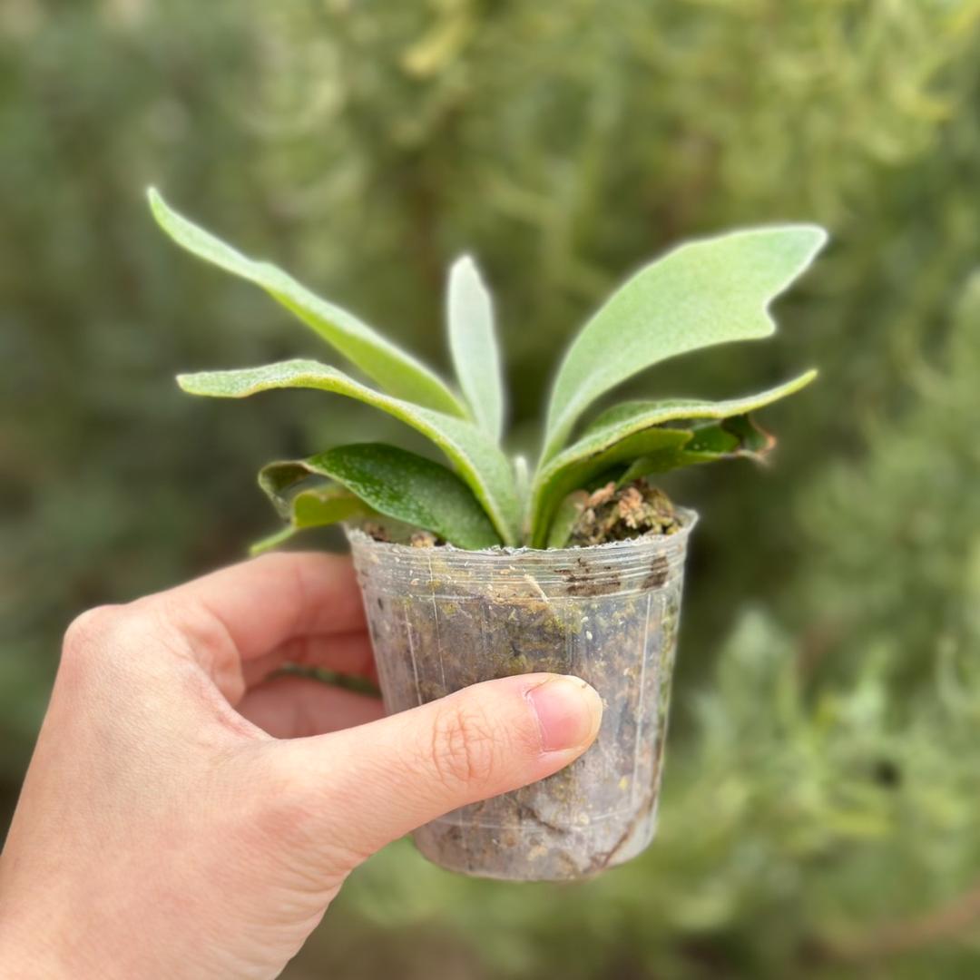 ビカクシダ P.Bambi X P.Unicorn sporeling