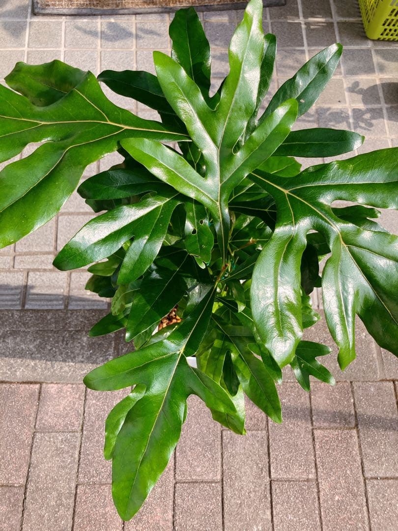 ステノカーパス　シヌアツス(ファイヤーホイルツリー) 　希少　送料無料