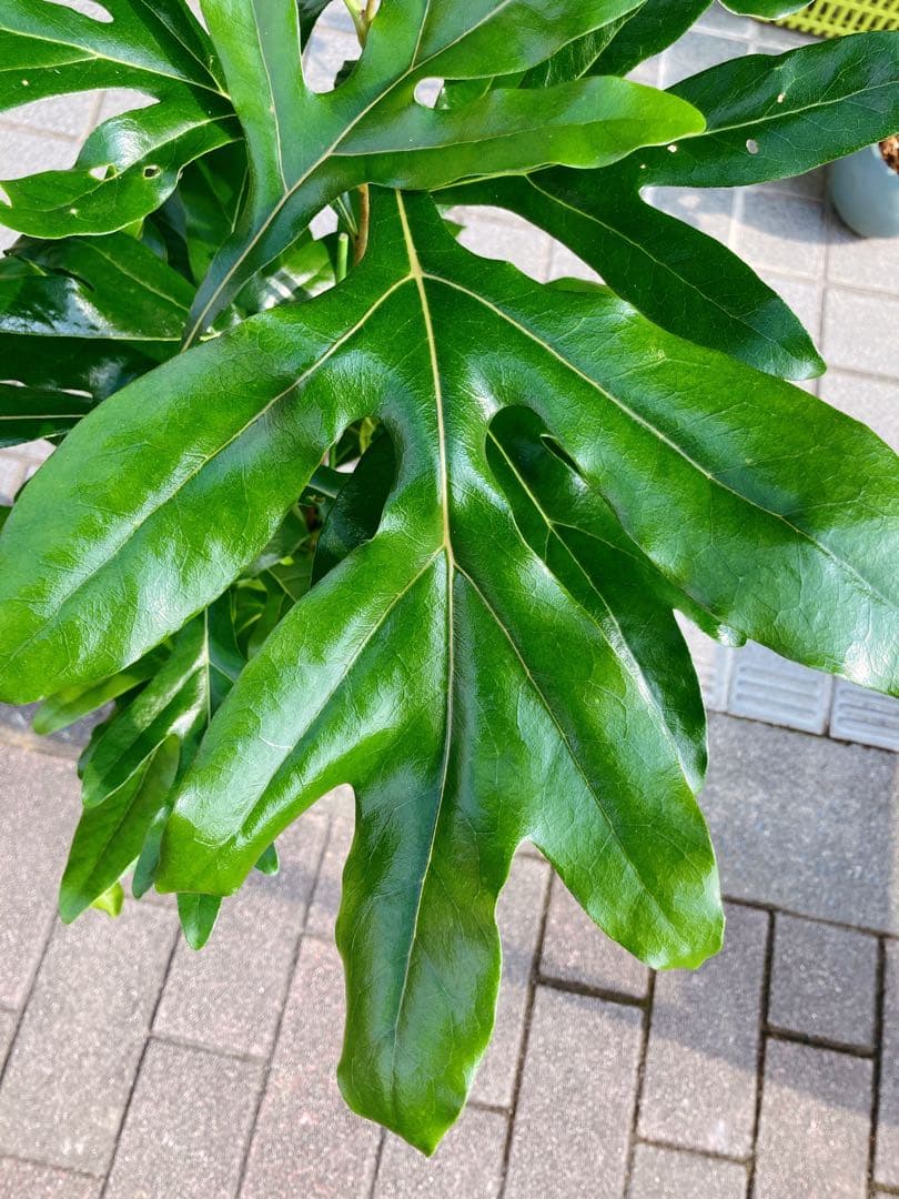 ステノカーパス　シヌアツス(ファイヤーホイルツリー) 　希少　送料無料