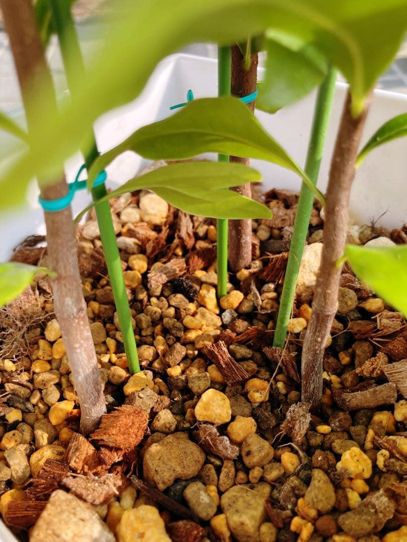 ステノカーパス　シヌアツス(ファイヤーホイルツリー) 　希少　送料無料