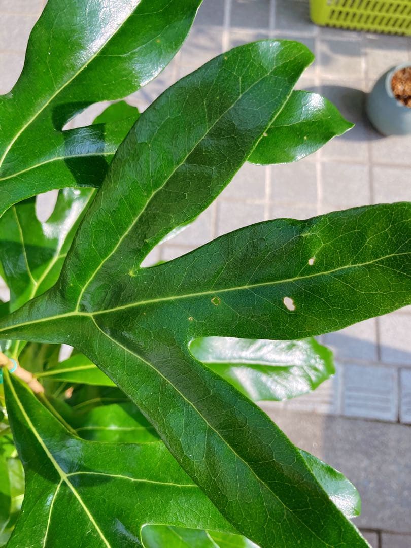 ステノカーパス　シヌアツス(ファイヤーホイルツリー) 　希少　送料無料