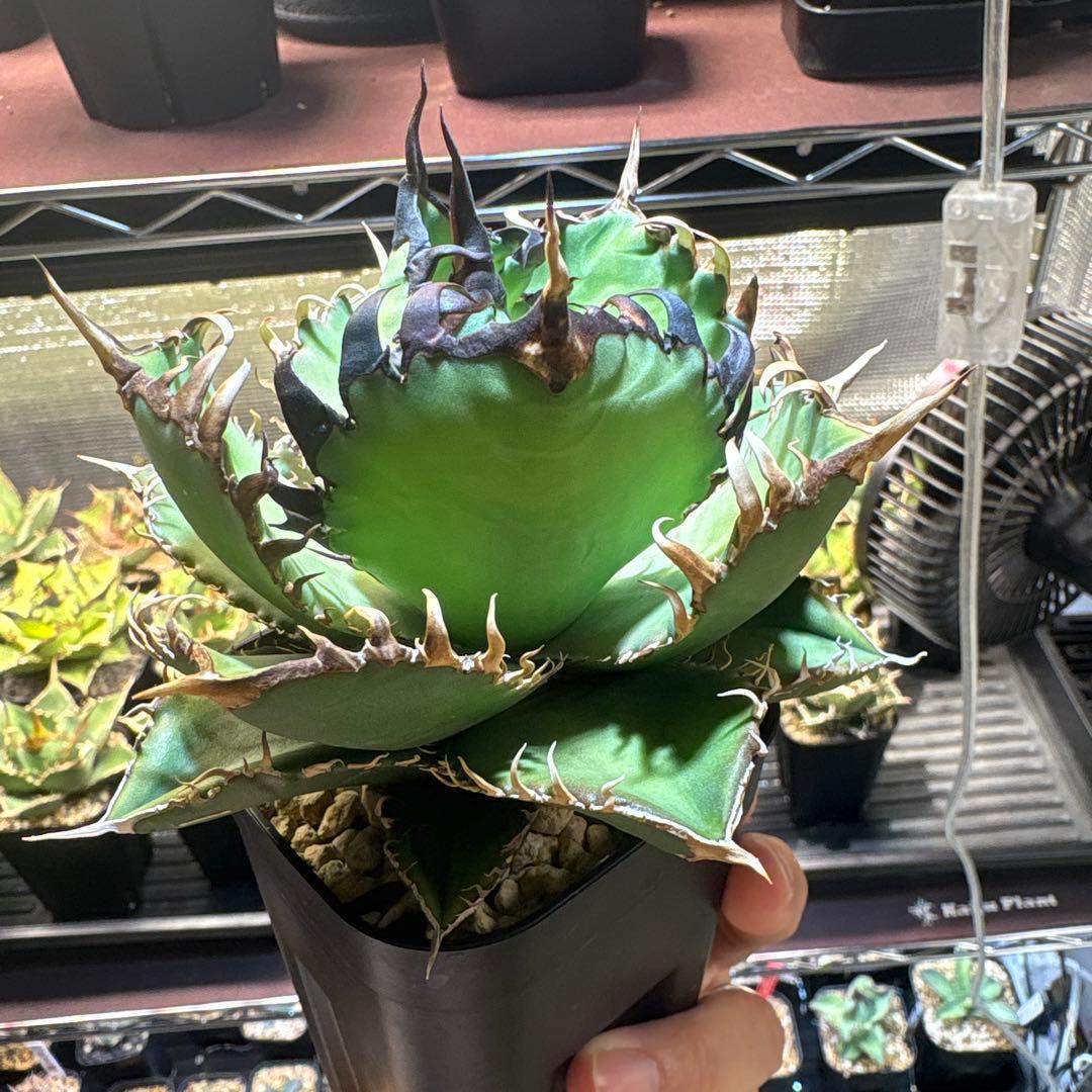 アガベ　実生個体　連刺系　写真現物販売