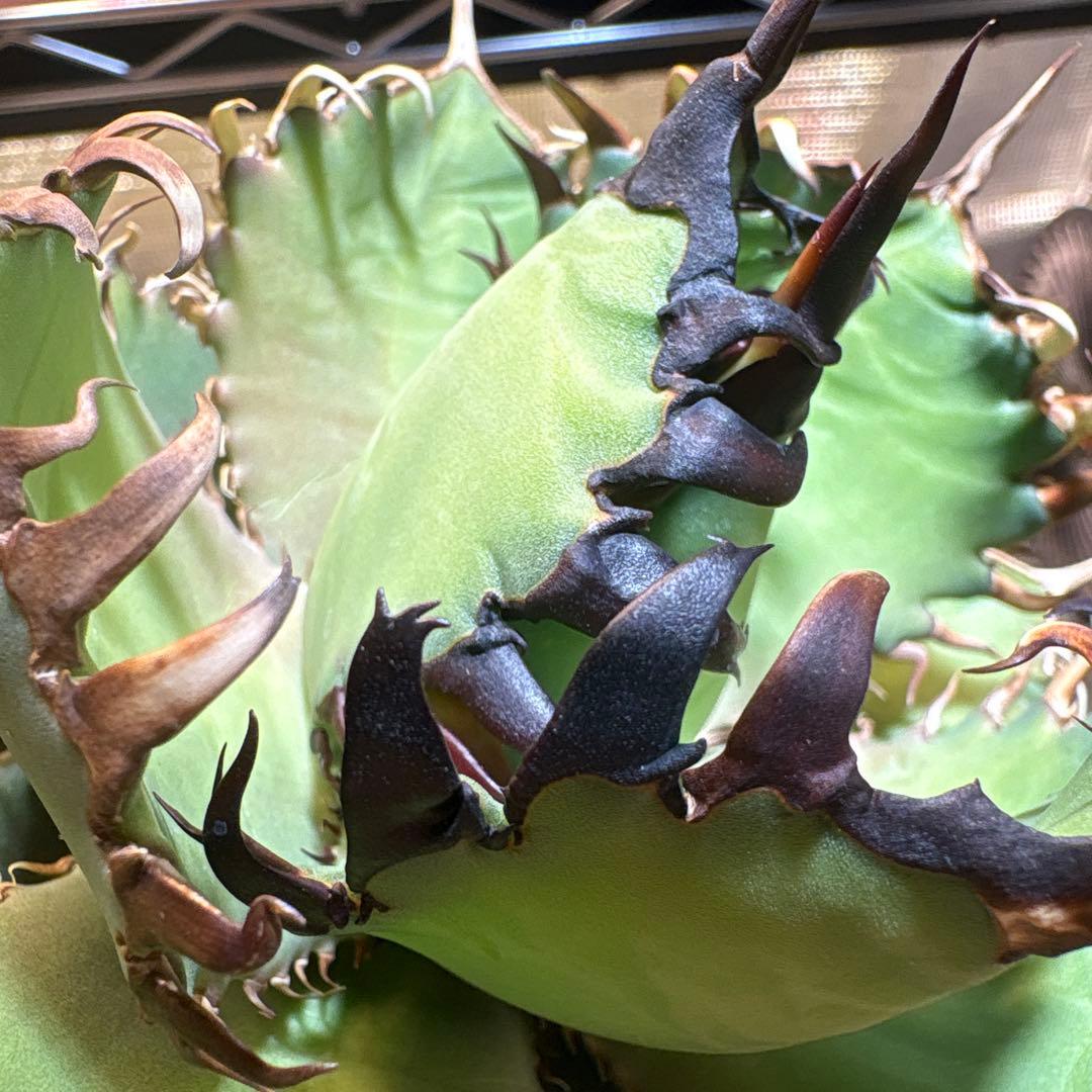 アガベ　実生個体　連刺系　写真現物販売