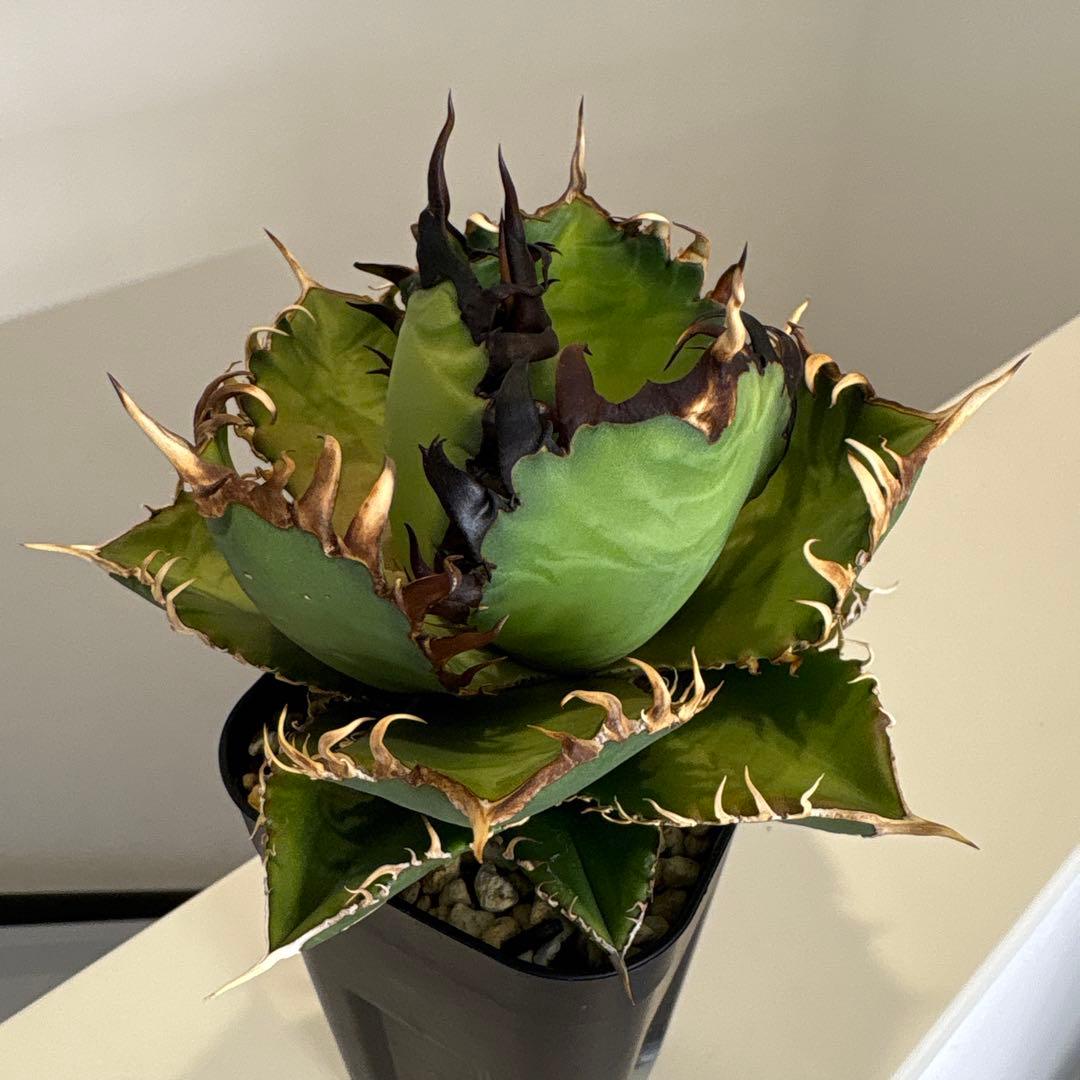 アガベ　実生個体　連刺系　写真現物販売