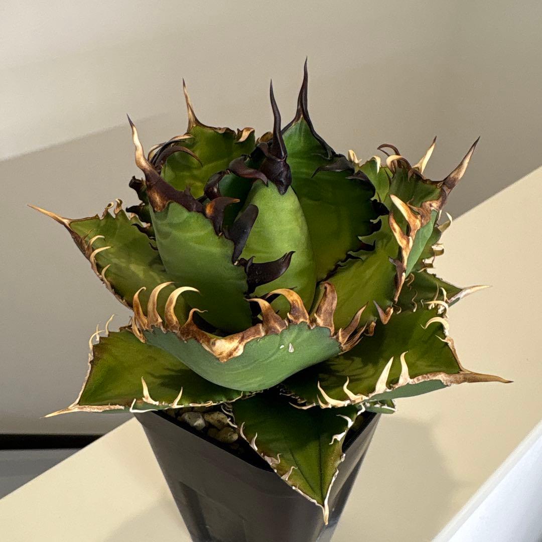 アガベ　実生個体　連刺系　写真現物販売