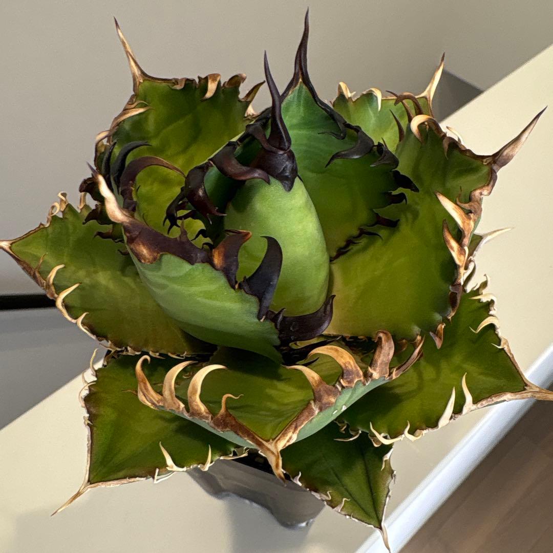 アガベ　実生個体　連刺系　写真現物販売