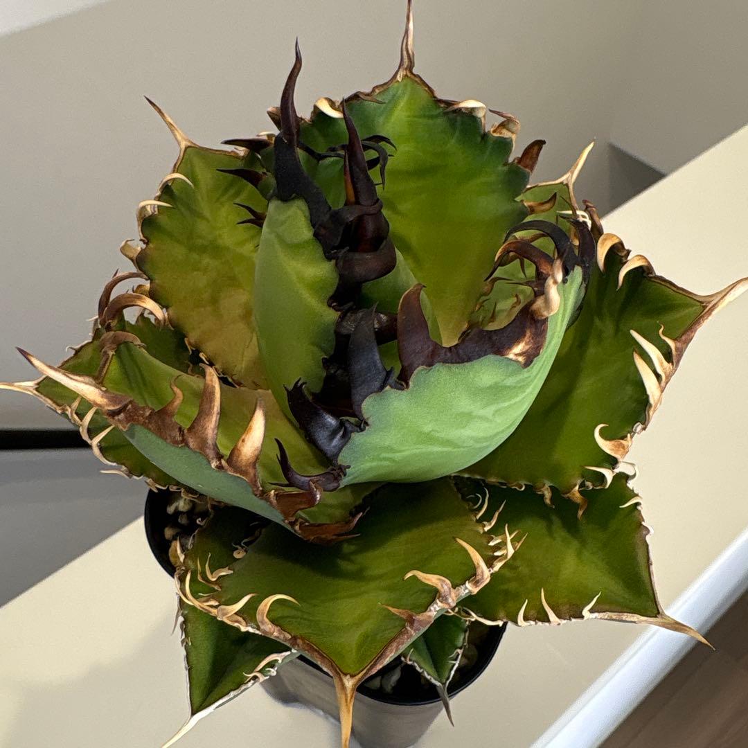 アガベ　実生個体　連刺系　写真現物販売